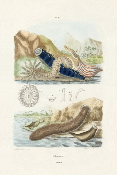 Sea Cucumbers by French School
